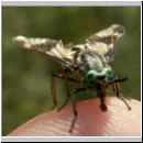 Chrysops relictus - Bremse w09.jpg